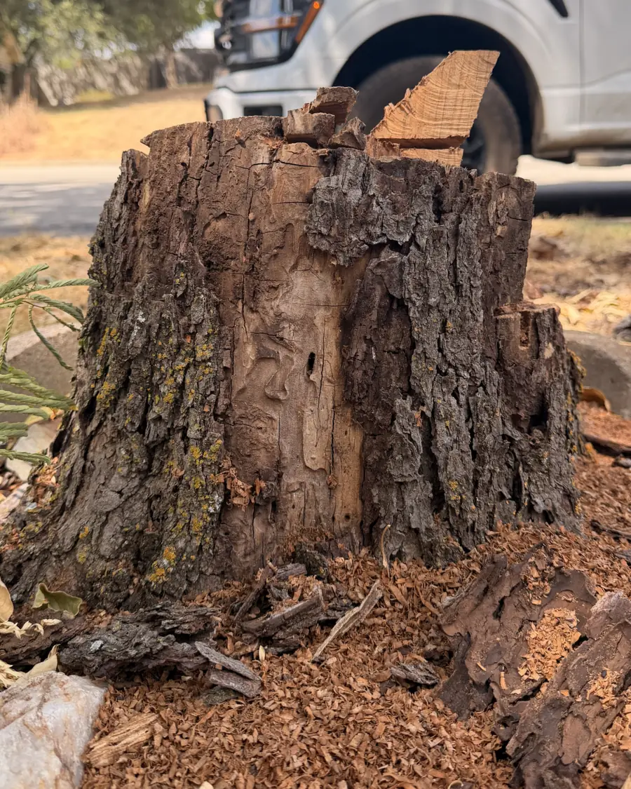 A bark-covered hardwood stump ringed with fresh grinding chips at a Weatherford, Texas property, with a work truck parked at the curb behind it